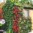 This is an image demonstrating how any vertical surface can be used as a vertical farming location. This image shows a shed with edibles and herbs growing on each wall surface making Wonderwall the perfect solution to grow your own foods.